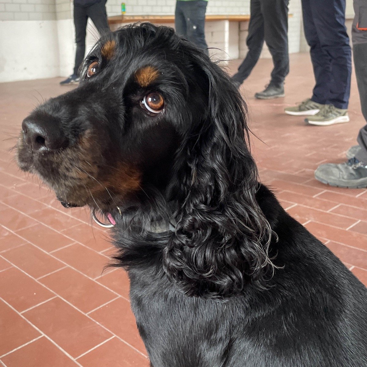 Heidi, office dog
